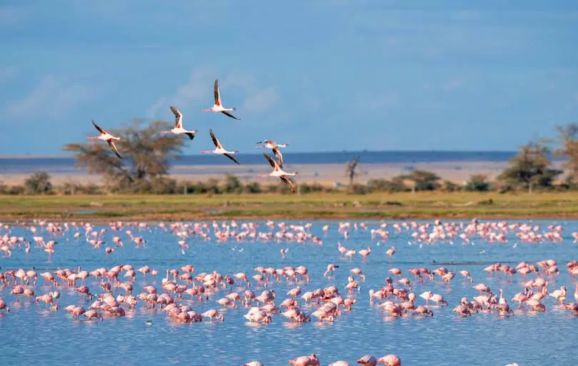 O que-fazer-Camargue-9
